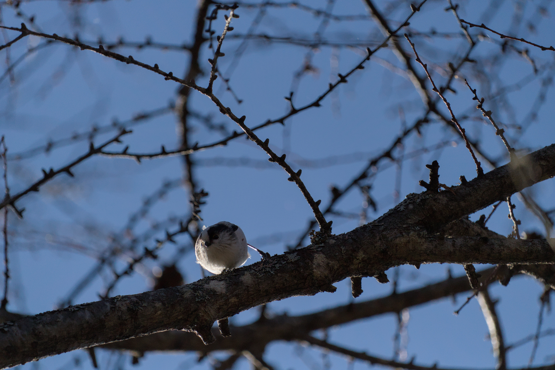 Small round bird sitting on a branch looking down.